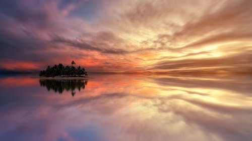 Trees Beside Calm Body of Water