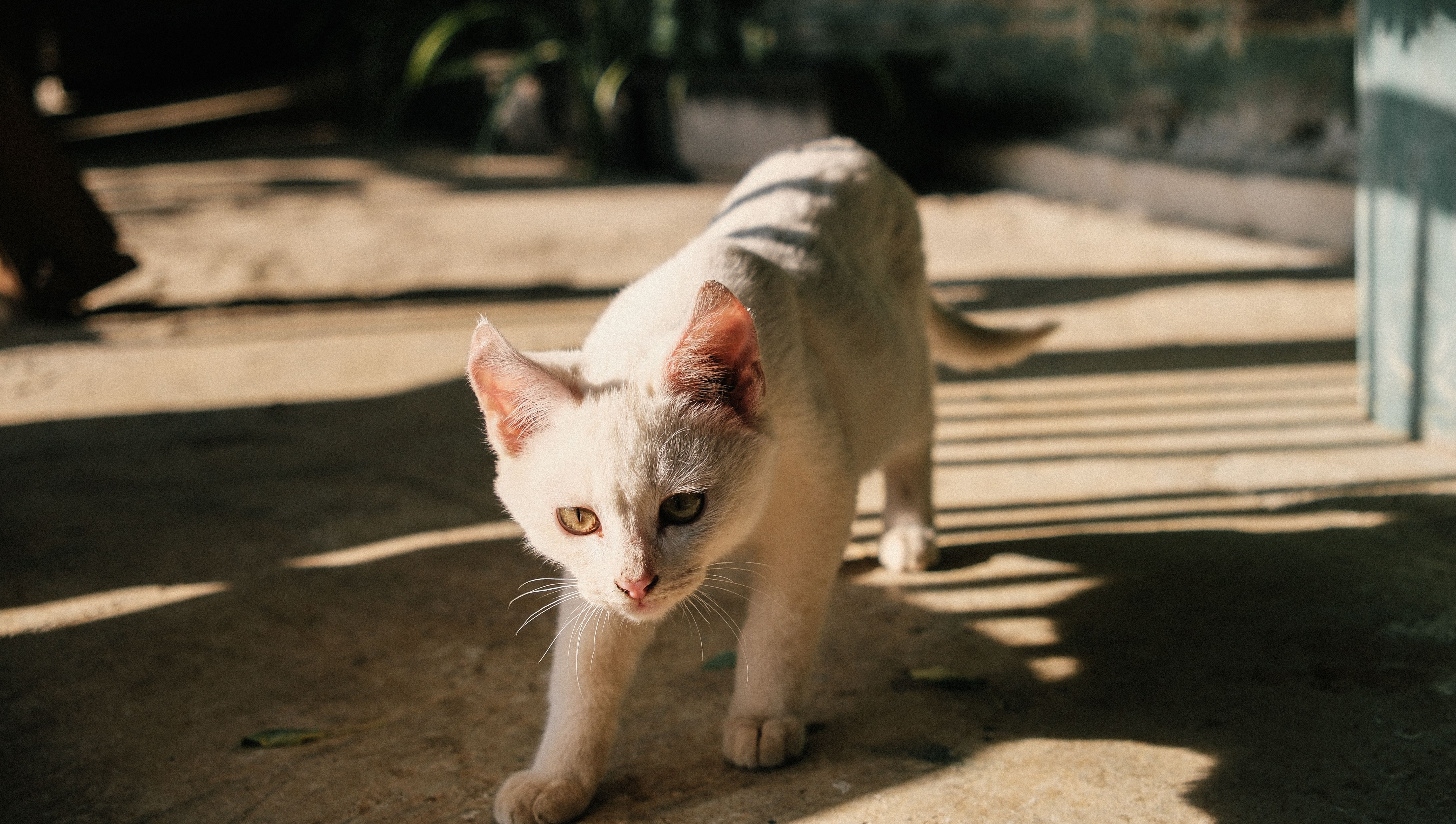 A cat undergoing diagnostic blood testing at a veterinary clinic