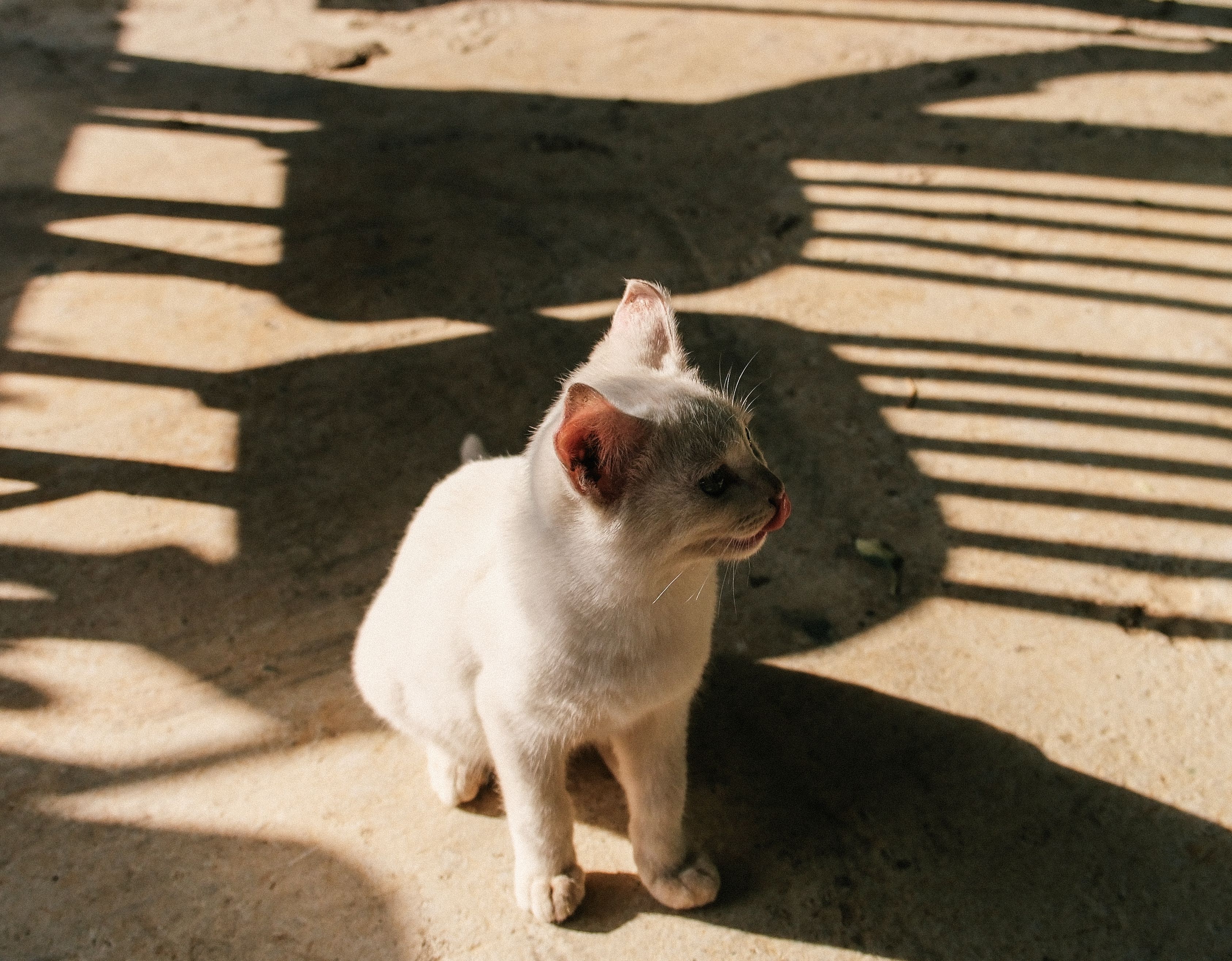 Portrait of a cat at a veterinary clinic