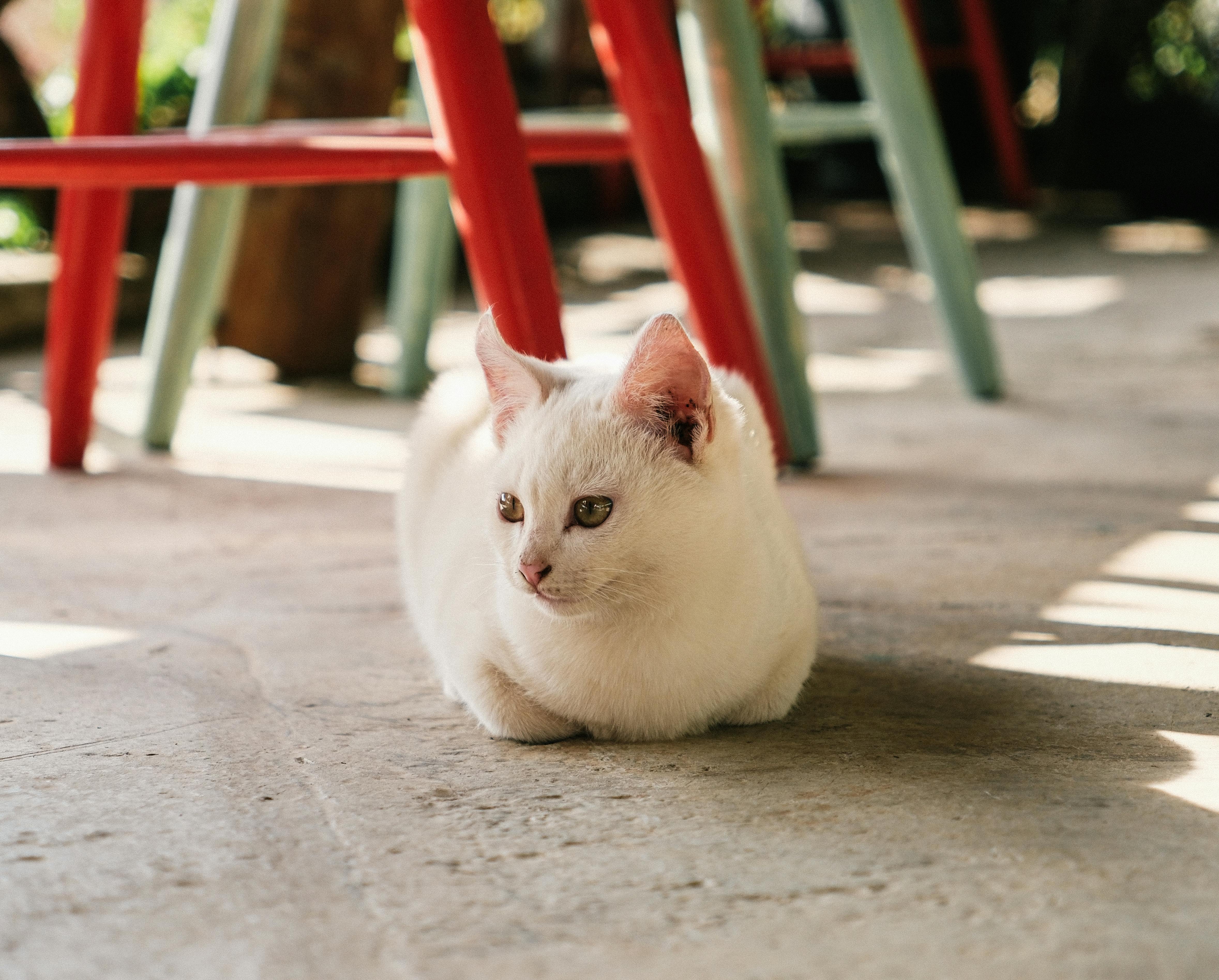 Ancient Palaces, a Cat Café, and KPop Demon Hunters—the Perfect Family Travel Itinerary for South Korea — Photo by Huy Phan o