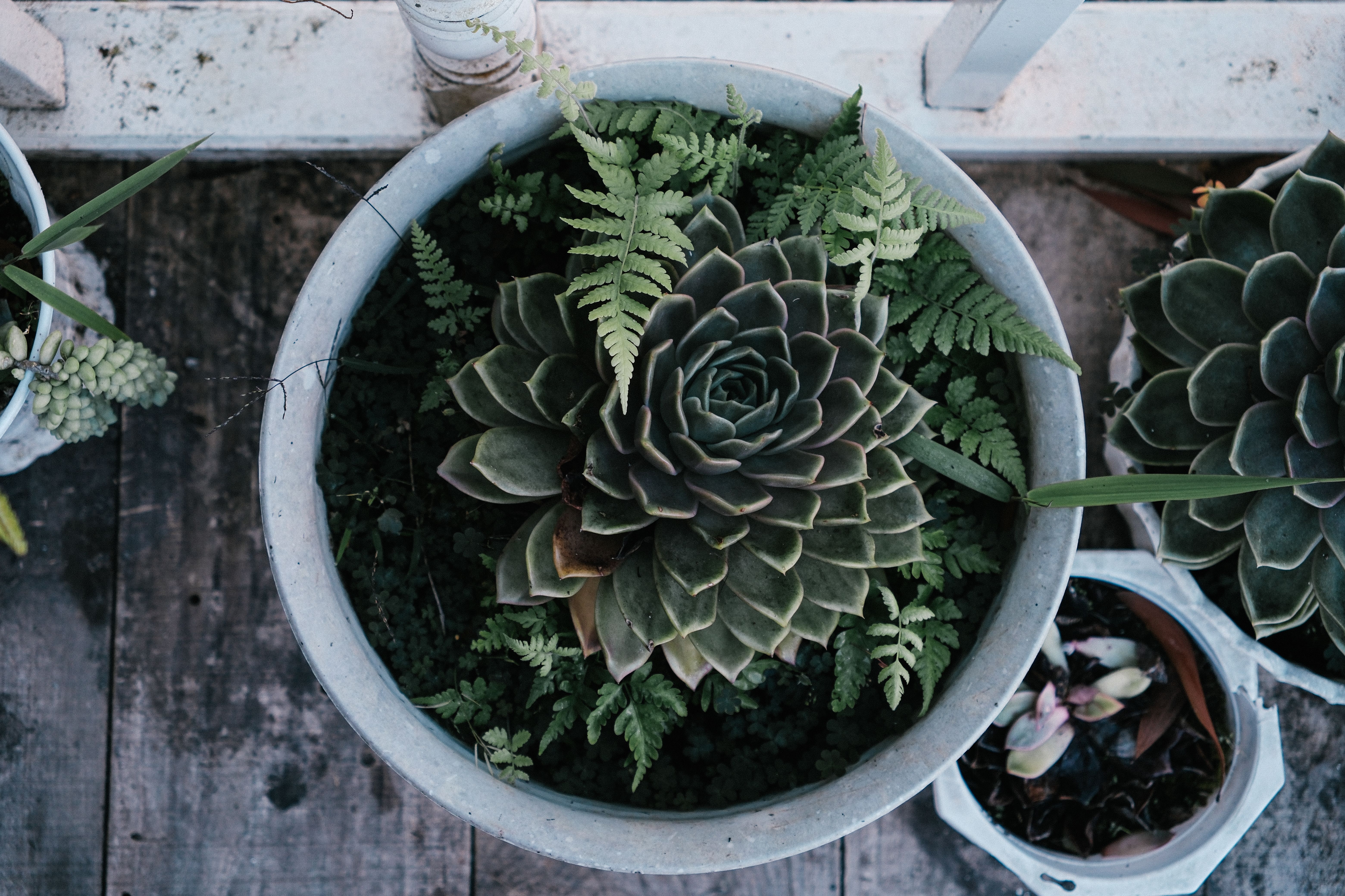large pots with succulents Succulent Bowl Set of 3
