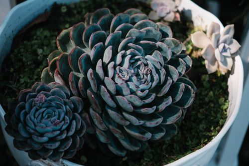 Free Vibrant echeveria succulents growing in a pot with natural sunlight. Stock Photo