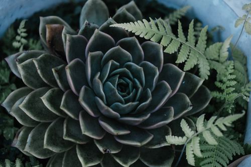 Free Detailed close-up of a green succulent surrounded by vibrant fern leaves, offering natural beauty. Stock Photo