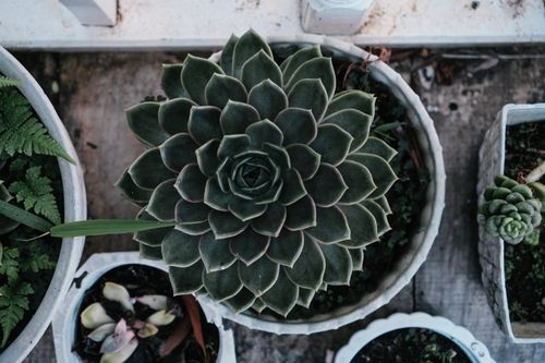 Free Aerial shot of various succulents in pots, showcasing vibrant green hues. Stock Photo