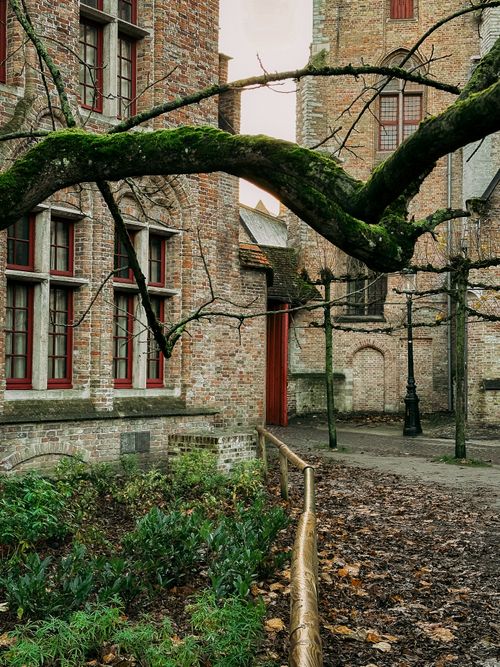 Free Charming view of medieval Flemish architecture with mossy tree in Bruges, Belgium. Stock Photo