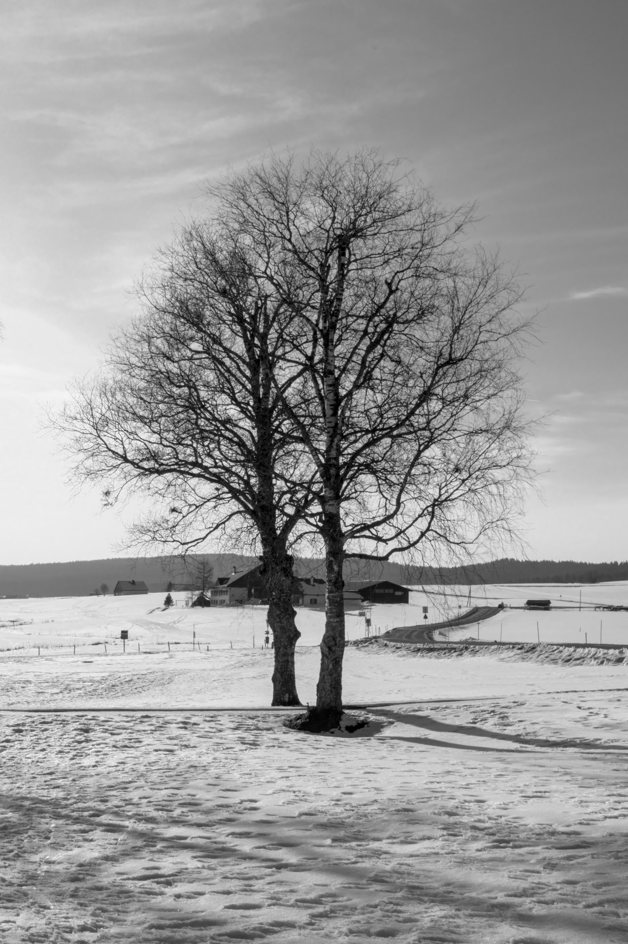Snowy Landscape with Bare Trees in Winter · Free Stock Photo
