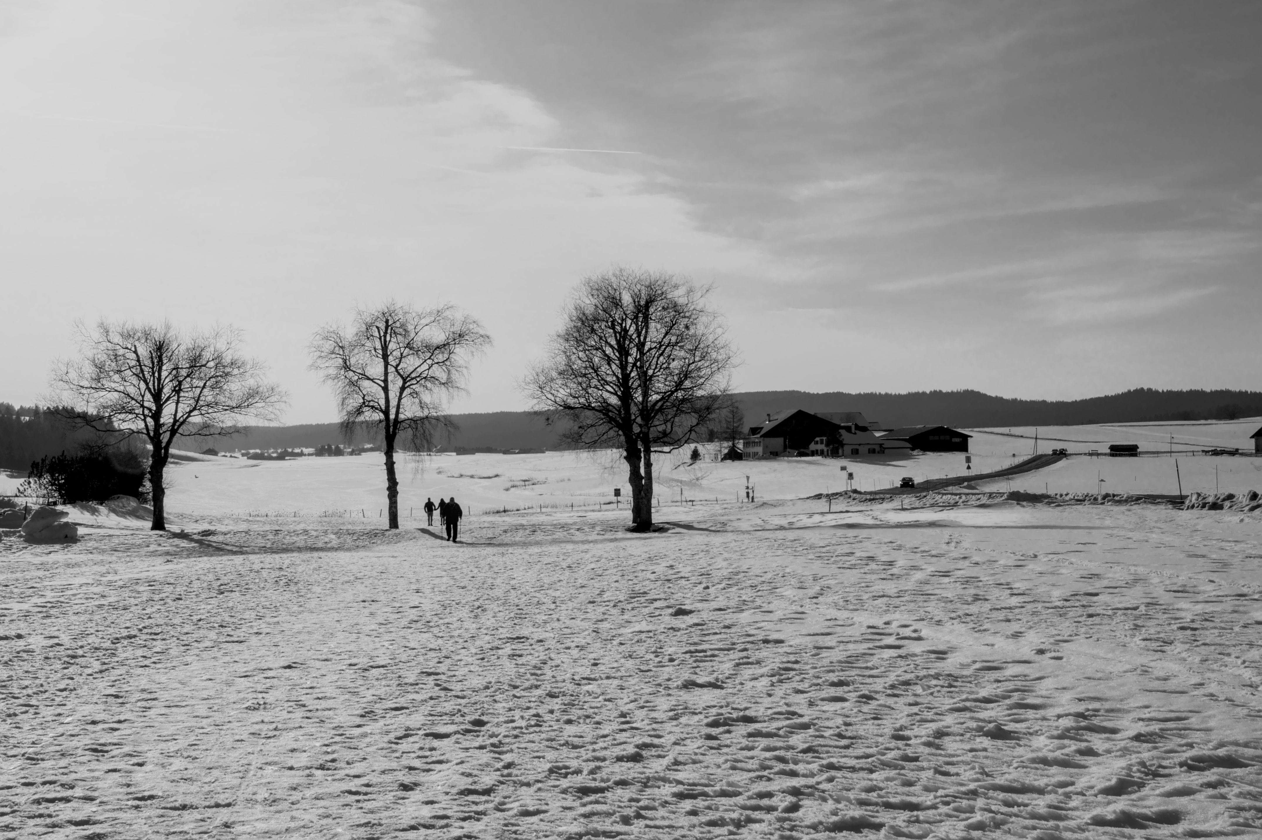 Serene Winter Landscape with Bare Trees · Free Stock Photo