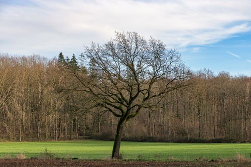Free A single oak tree stands tall in a green field against a forest backdrop in Coesfeld, Germany. Stock Photo