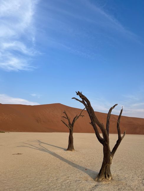 Stunning view of desolate desert landscape featuring dead trees and clear sky.