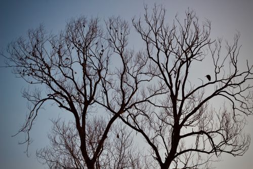 Free Silhouette of leafless trees with birds perched against a clear sky. Stock Photo