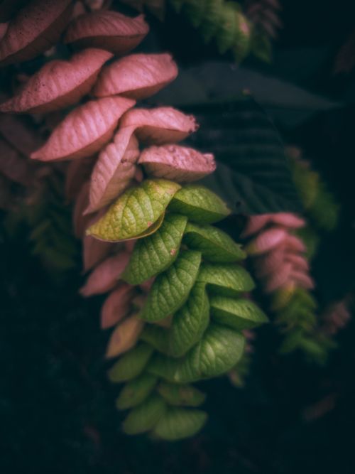 Free A beautiful display of varying green and pink leaves creating a natural pattern in KL, India. Stock Photo