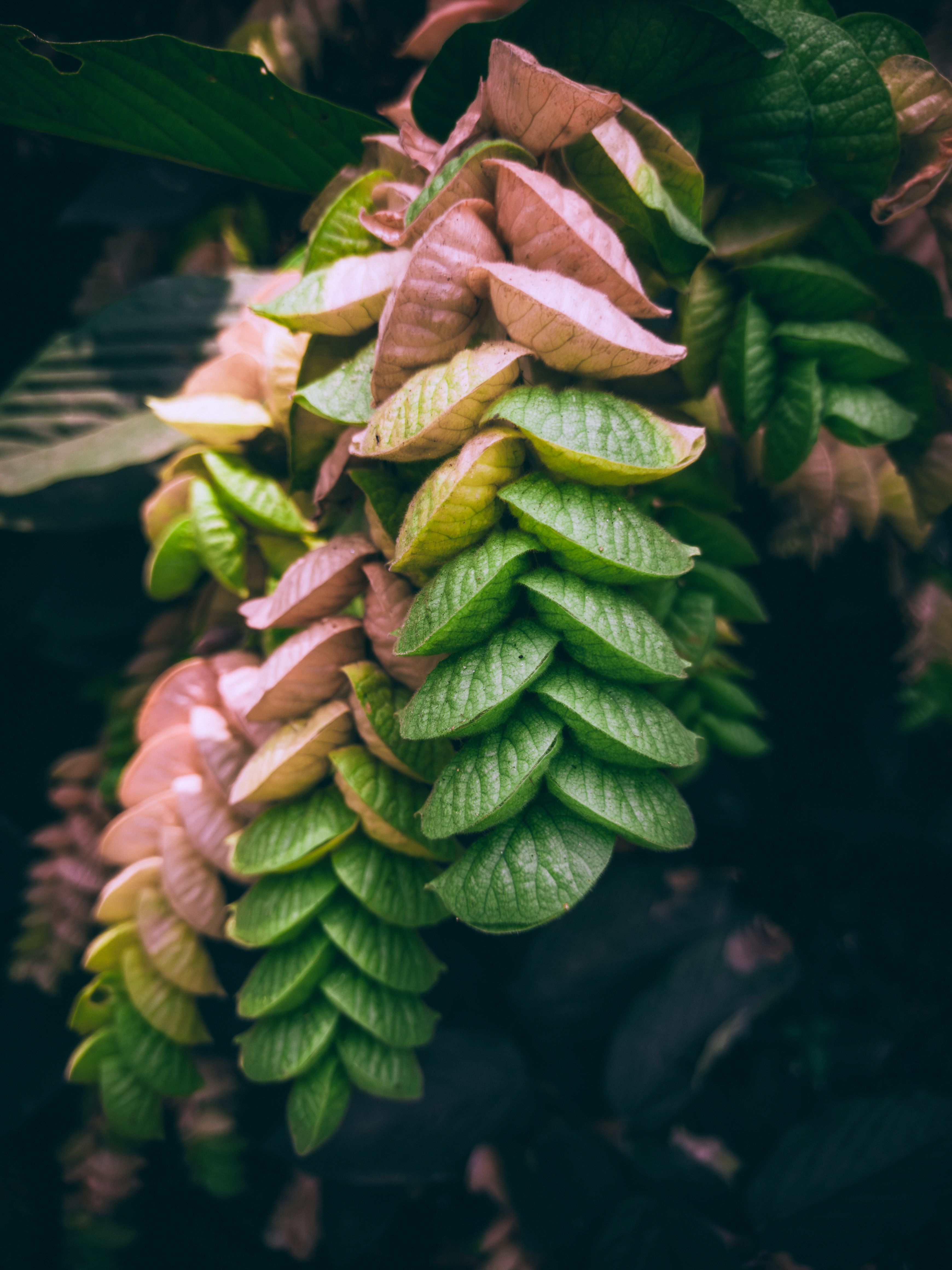 Close-up of vibrant green and pink foliage in a natural setting, depicting lush tropical vegetation.