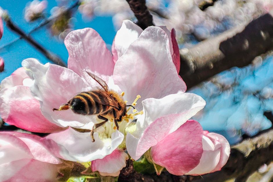 Close-up of bee pollinating apple blossom — pollination essential for apple blossom trees in Surrey BC