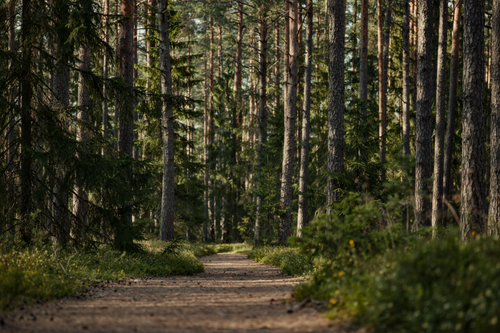Free A serene forest trail under sunlight, surrounded by tall green trees, perfect for nature walks. Stock Photo