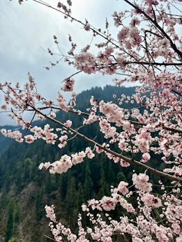 Beautiful cherry blossoms with a lush mountain backdrop, creating a serene springtime scene.
