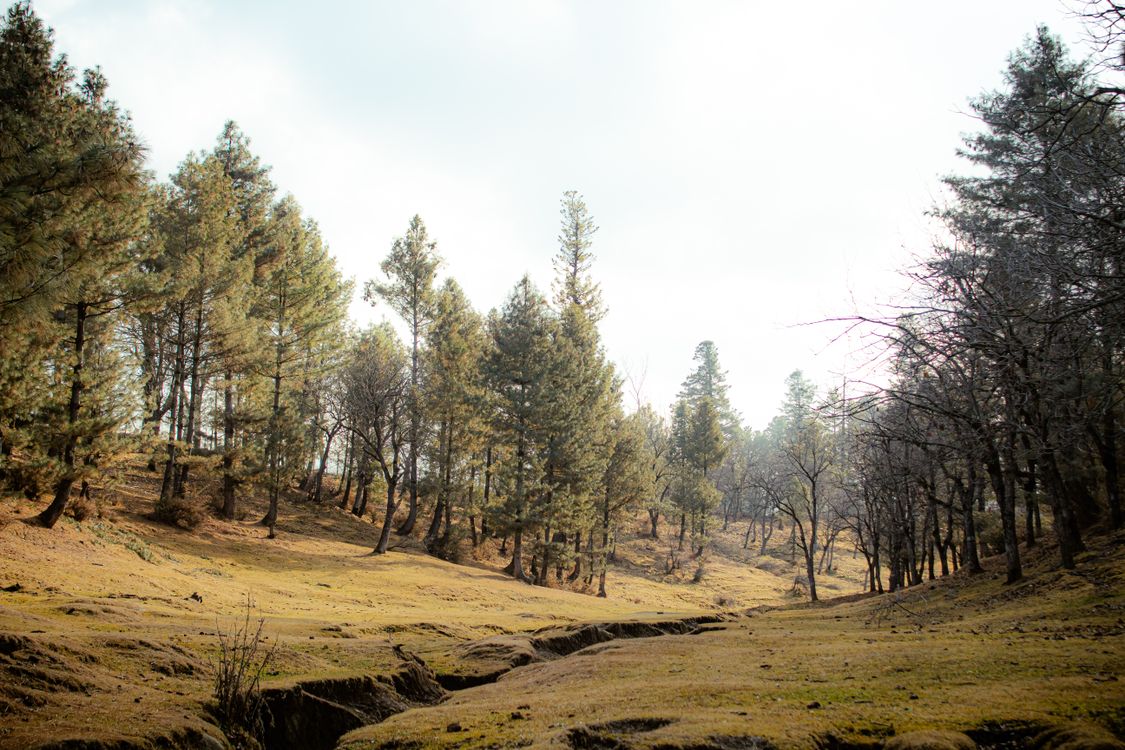 Serene Forest Landscape with Autumn Foliage · Free Stock Photo