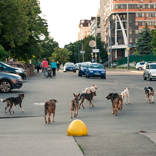 Dogs on Road