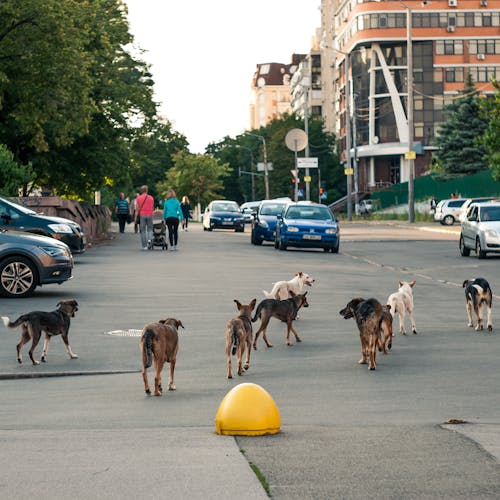 Základová fotografie zdarma na téma akce, auta, čekat