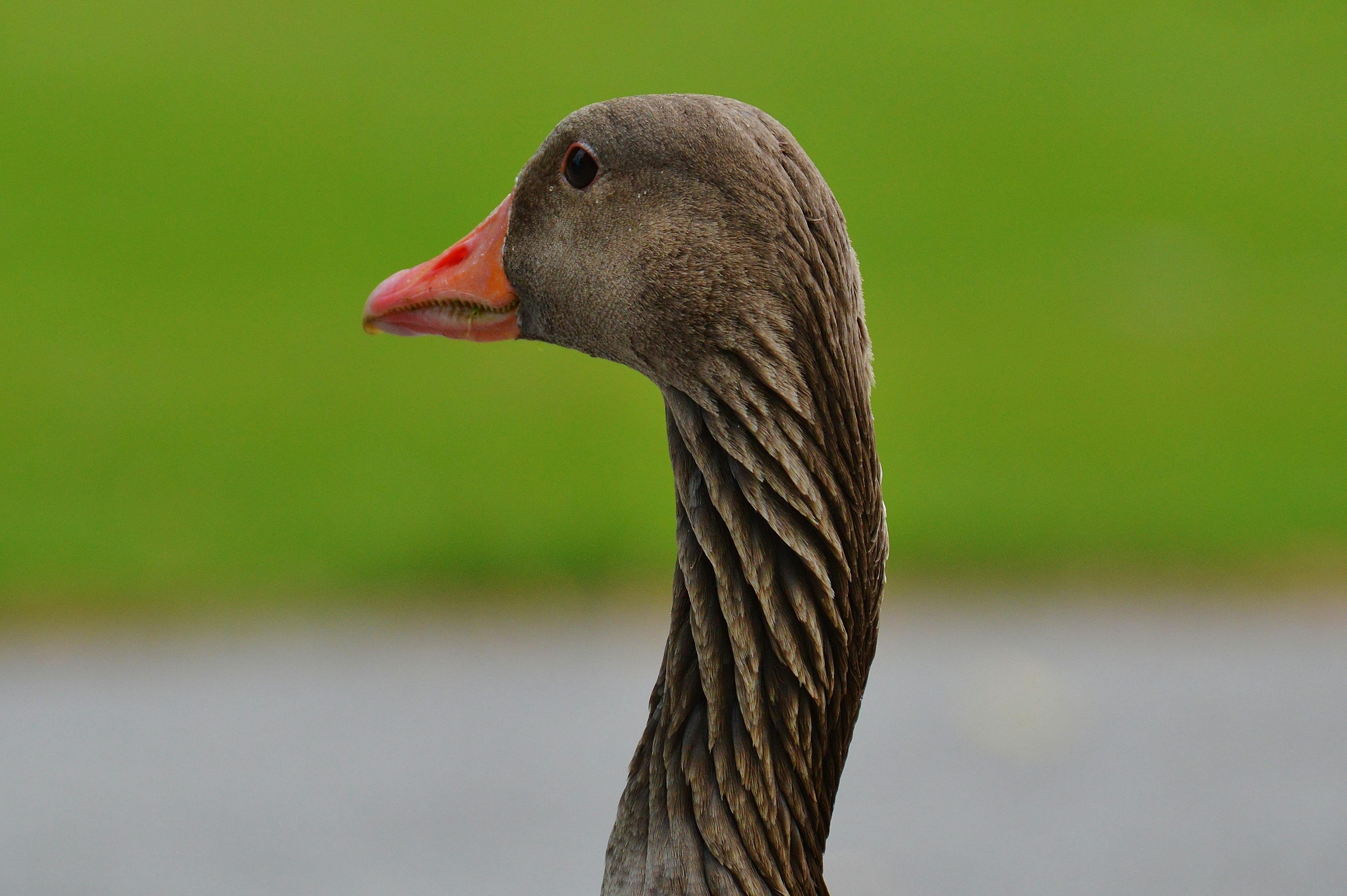 Kostenloses Foto zum Thema feder, gans, gefieder