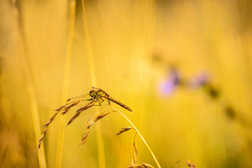 Free Close-up of a dragonfly perched on grass in a warm, golden field, evoking a serene summer atmosphere. Stock Photo