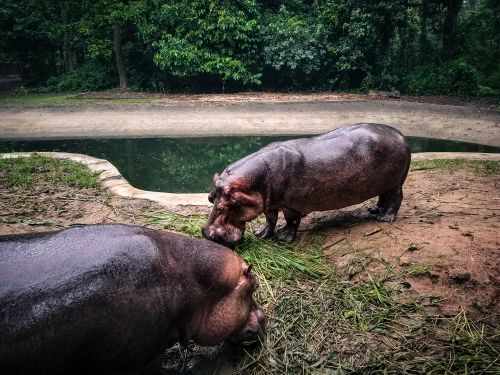 Free Two hippos eating grass by a small pond in a zoo setting, surrounded by lush greenery. Stock Photo