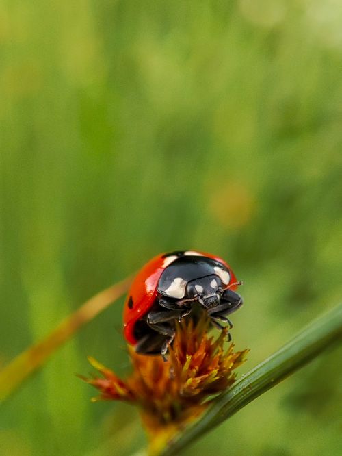 Free Macro shot of a ladybug resting on a grass blade against a blurred green background. Stock Photo