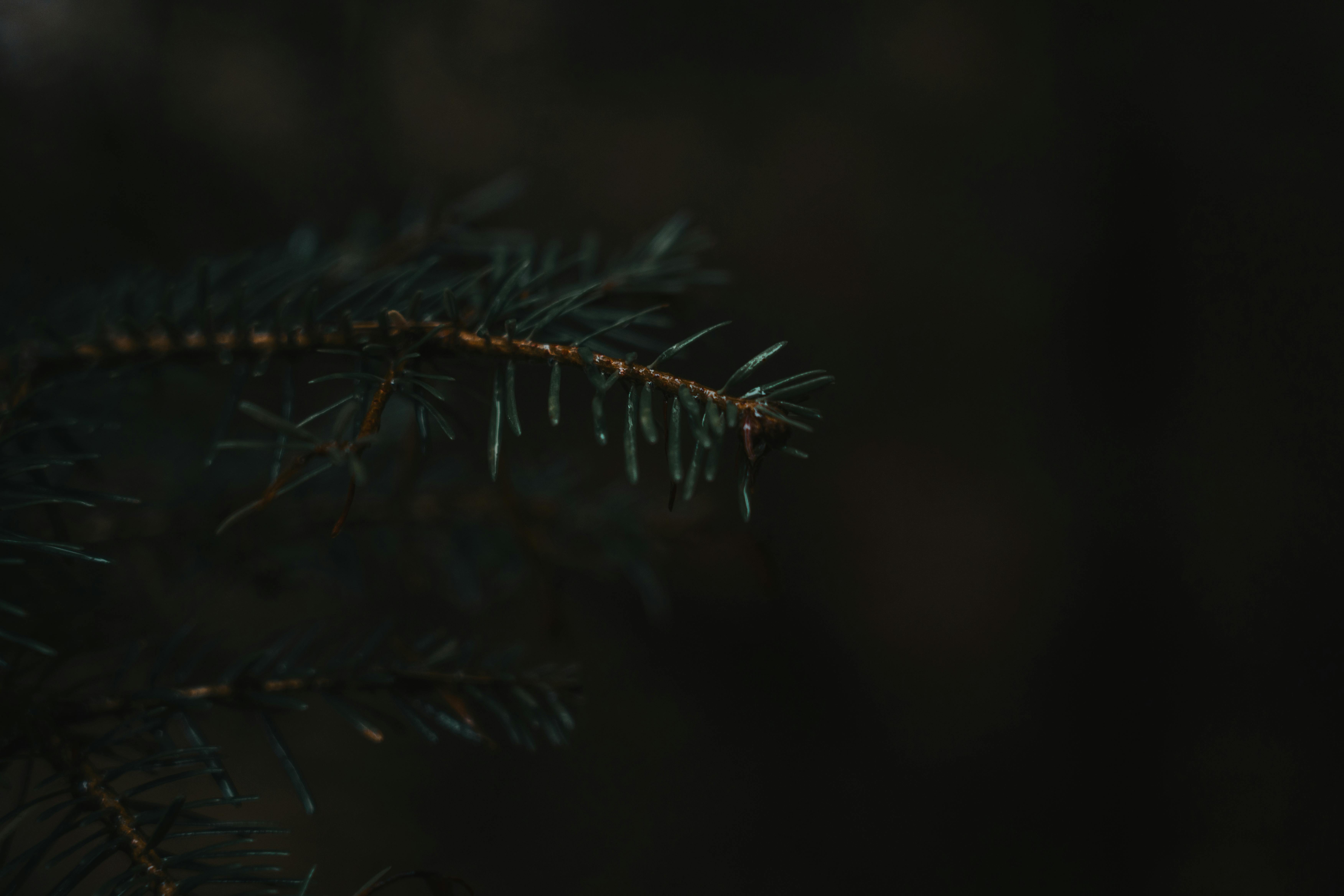 Kostnadsfria Kostnadsfri bild av årstid, barrträd, botanik Stock foto