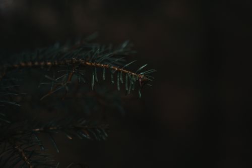 Free Close-up of a pine branch with a dark, moody forest background. Stock Photo