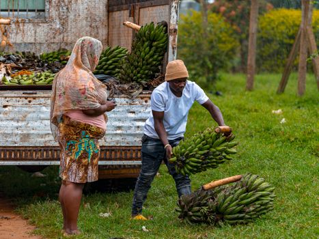 Workers unloading bunches of fresh bananas from a truck, showcasing rural agricultural practices.