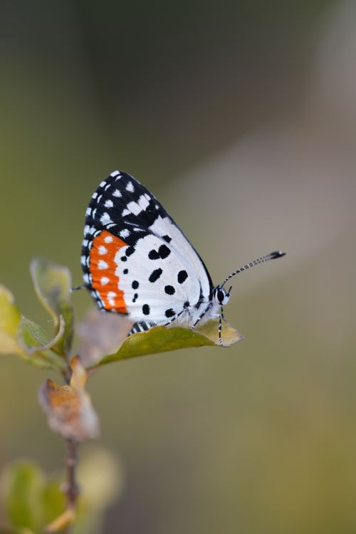 Free Close-up of a vibrant Indian Red Pierrot butterfly resting on a leaf in Matheran, India. Stock Photo