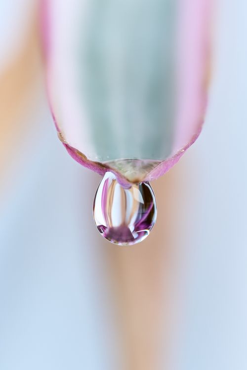 Free Close-up macro photograph of a water droplet on a pink flower petal, reflecting light softly. Stock Photo