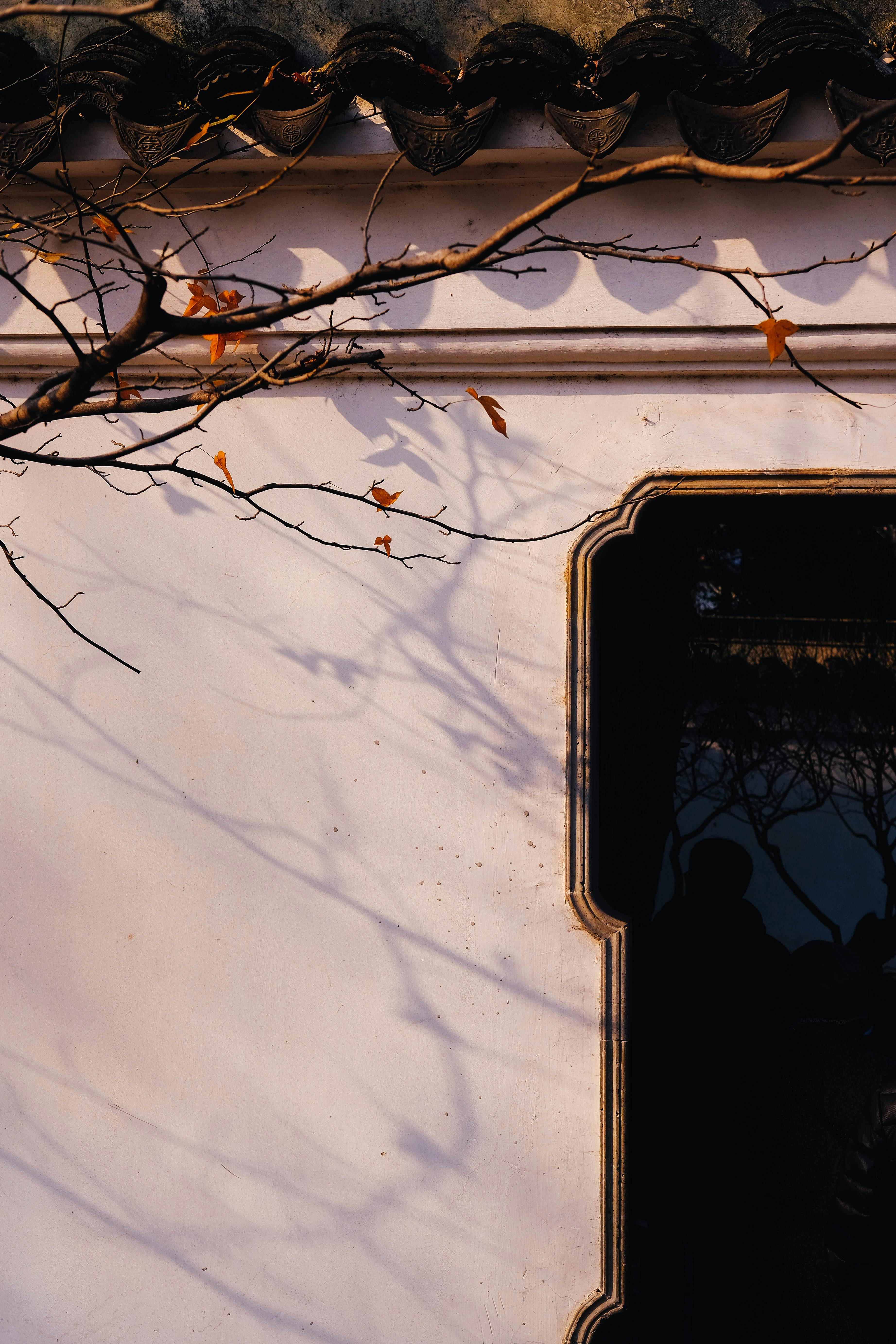 De franc Una façana d'edifici tradicional amb ombres artístiques d'arbres que creen una atmosfera serena. Foto d'estoc