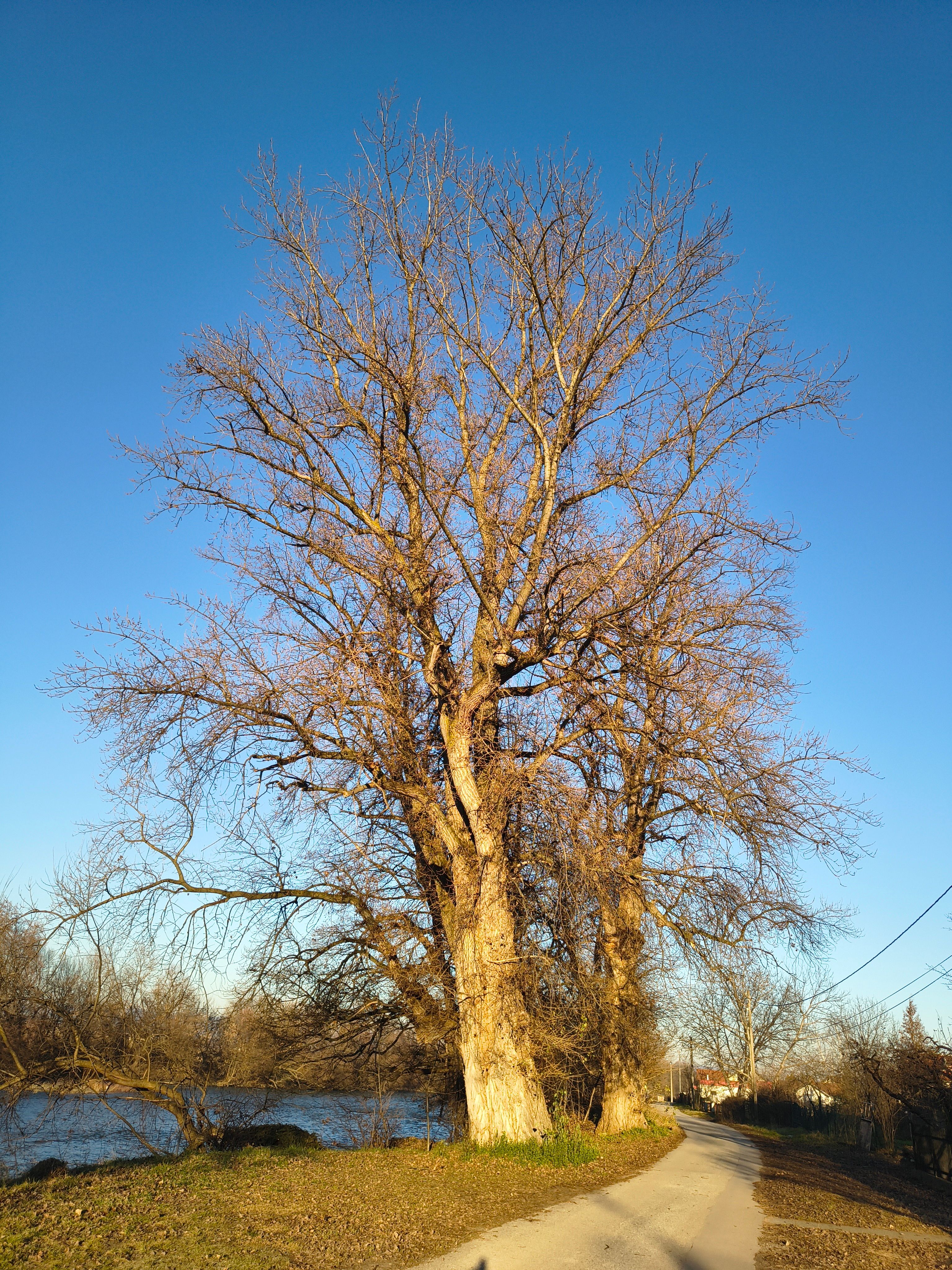 Majestic Tree by a Serene Riverside Path · Free Stock Photo