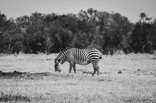Free Monochrome image of a zebra grazing in the open savanna with trees in the background. Stock Photo