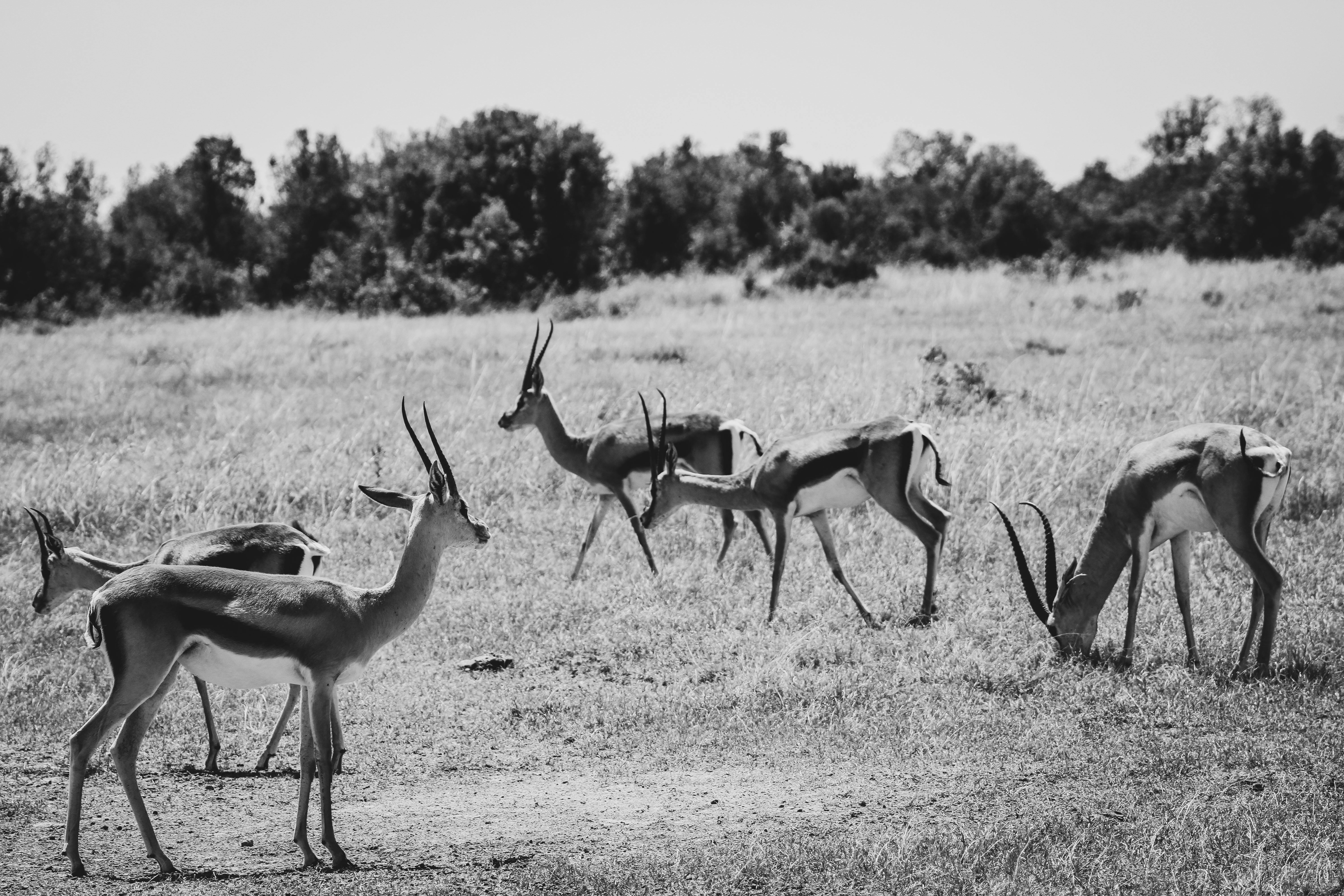 grátis Um grupo de gazelas pasta em um campo gramado, capturado em uma fotografia atemporal em preto e branco. Foto profissional