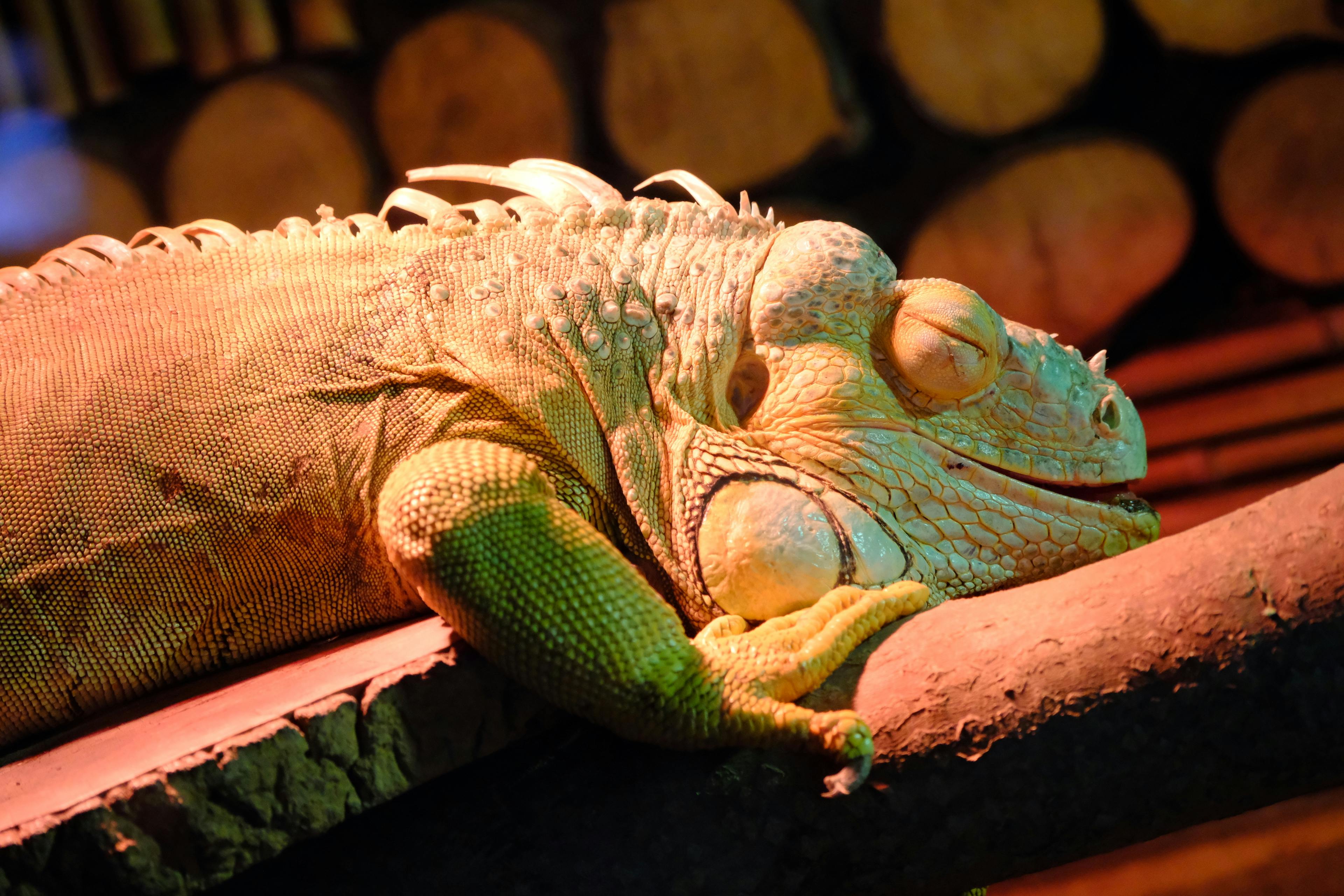 The Ultimate Iguana Care Handbook
