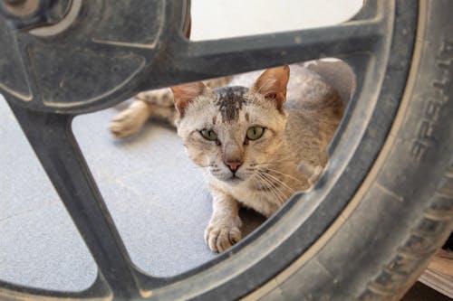 タイヤ, ネコ, 目の無料の写真素材