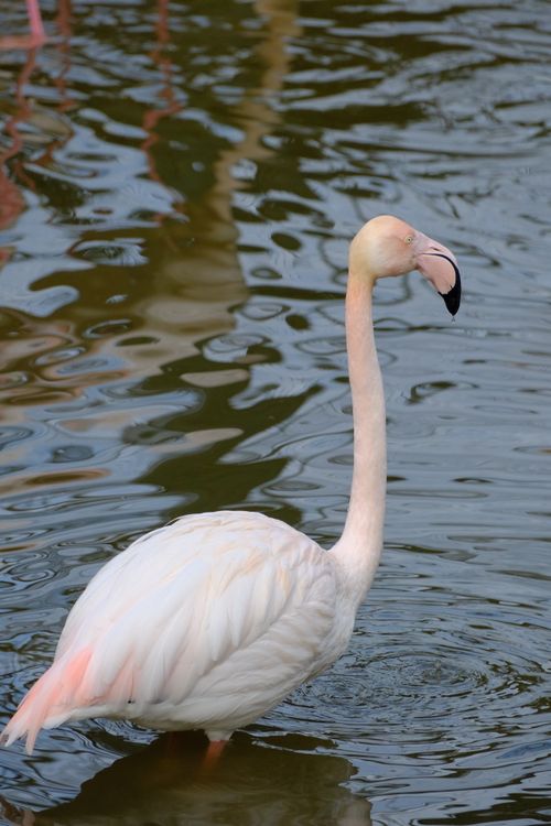Free Graceful flamingo standing in water at Bursa Zoo, showcasing its delicate pink hues. Stock Photo