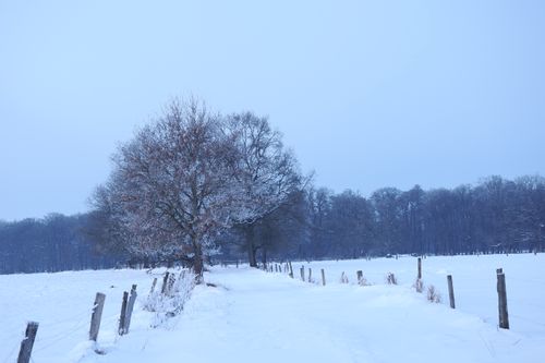 Free Serene snowy landscape with trees and fence in Oldendorf, Germany. Stock Photo