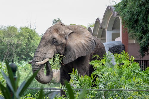アフリカゾウ, ジャイプール, 動物園の無料の写真素材