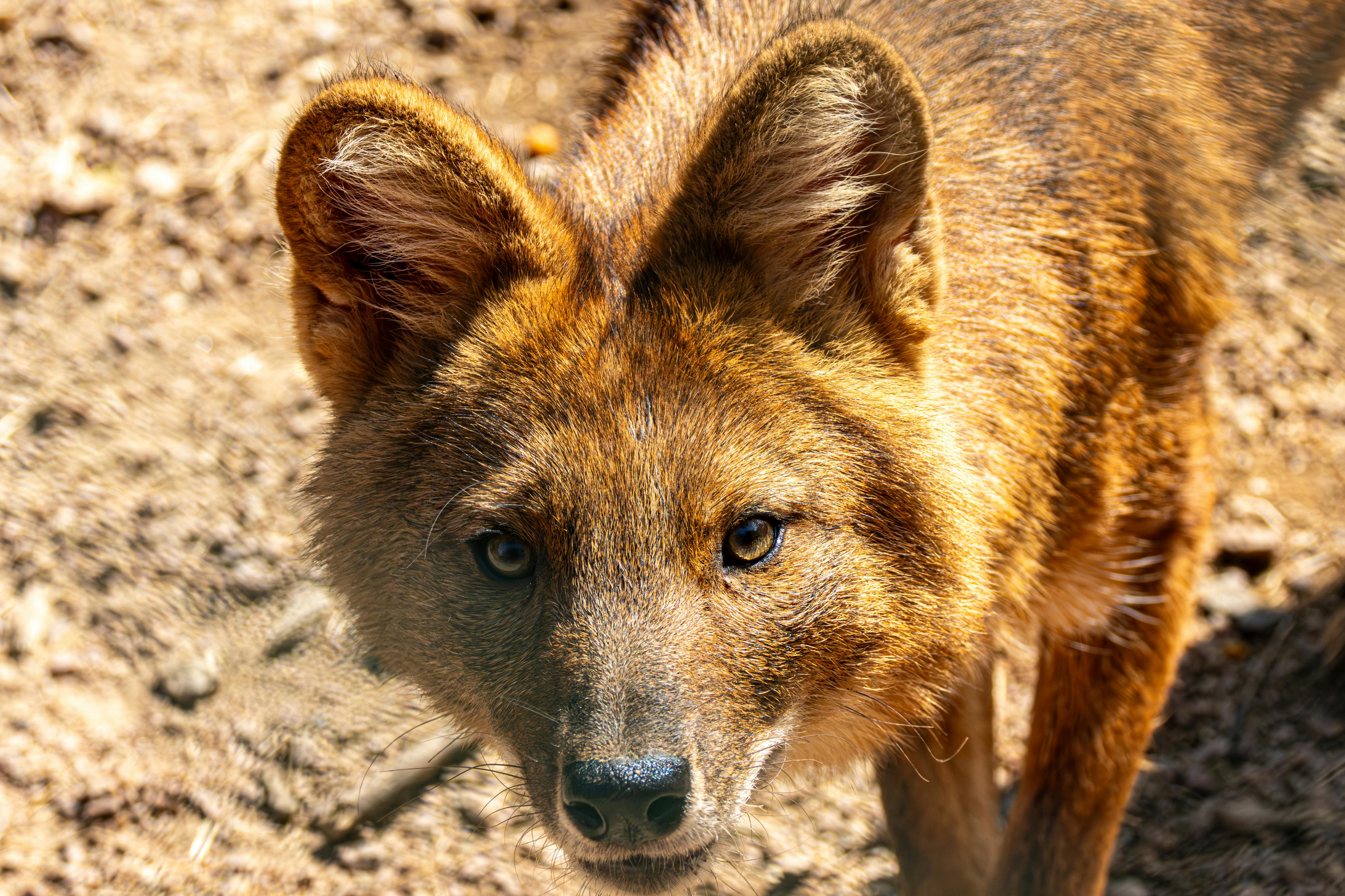 An expressive dhole captured closely in its natural habitat, showcasing its unique features.