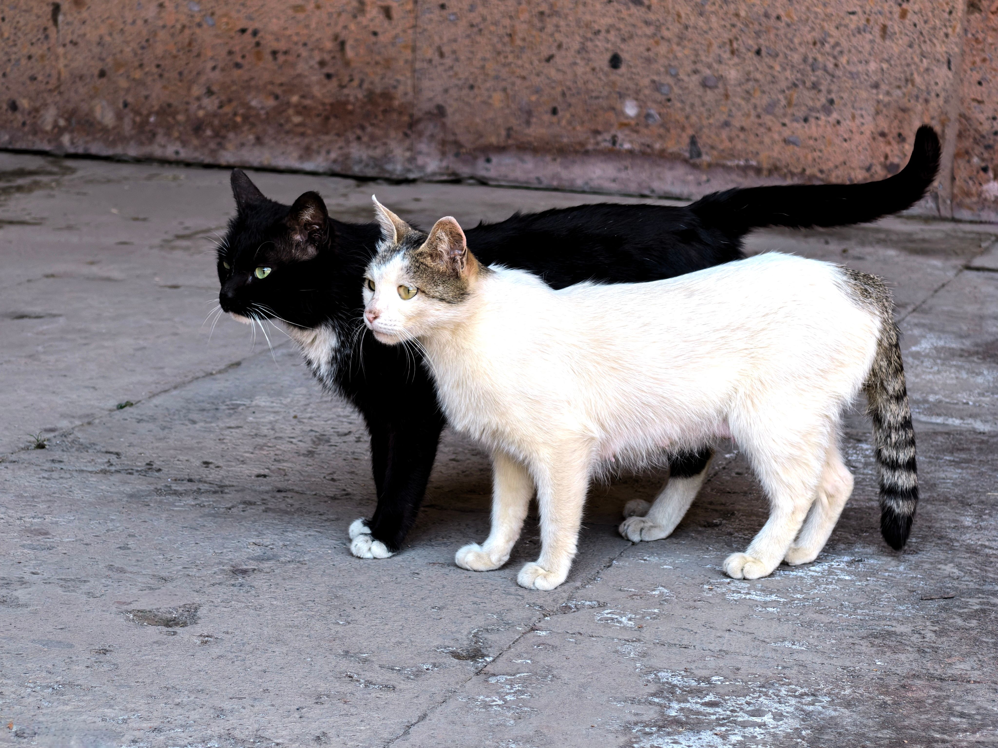 Dos Gatos Caminando Juntos Al Aire Libre · Foto de stock gratuita
