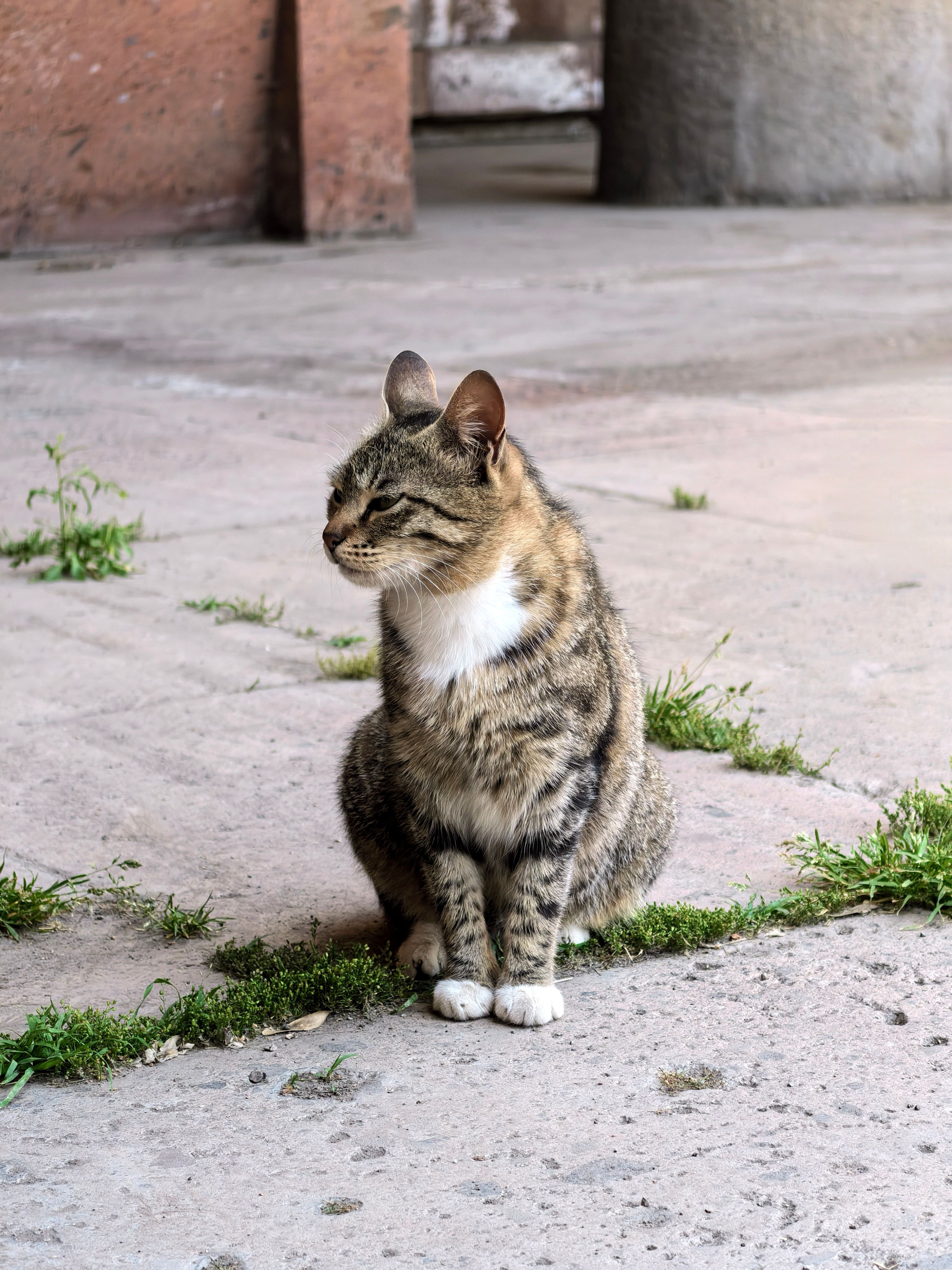 Calm Stray Cat Sitting on Urban Sidewalk · Free Stock Photo