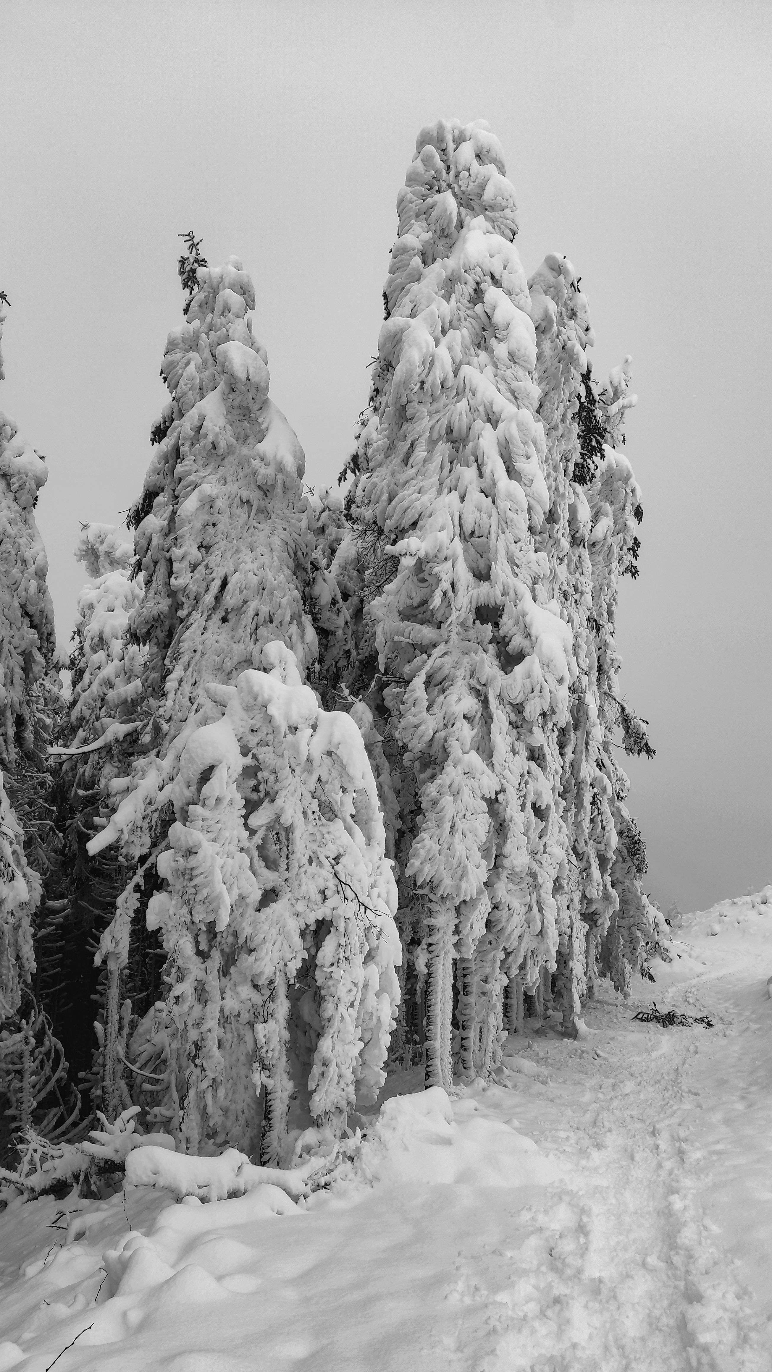 Snowy Winter Forest Landscape in Black and White · Free Stock Photo
