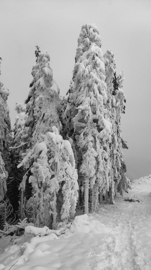 Free Black and white photo of snow-covered trees in a tranquil winter forest setting. Stock Photo