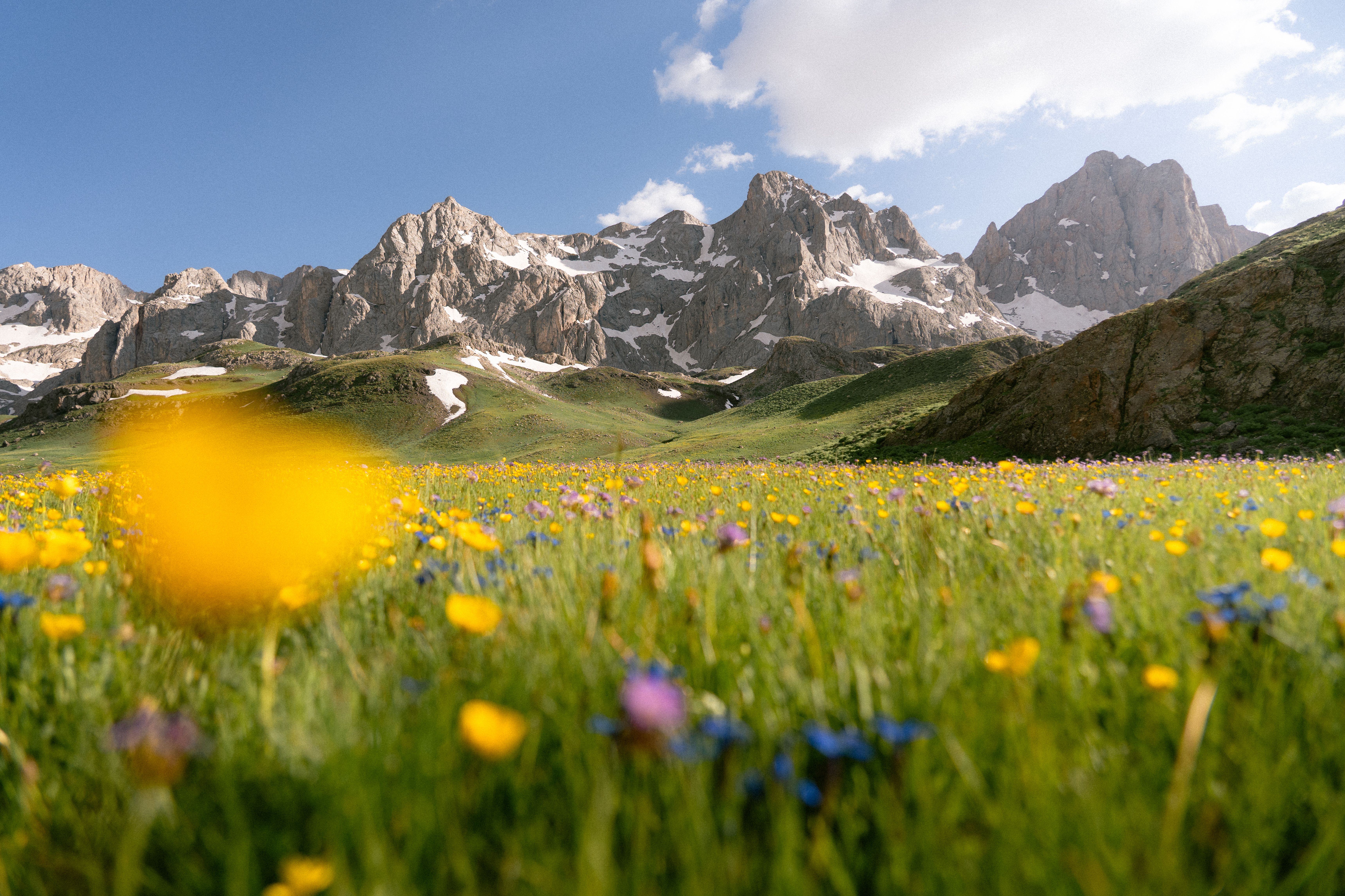 Majestic Mountain Landscape with Wildflowers · Free Stock Photo