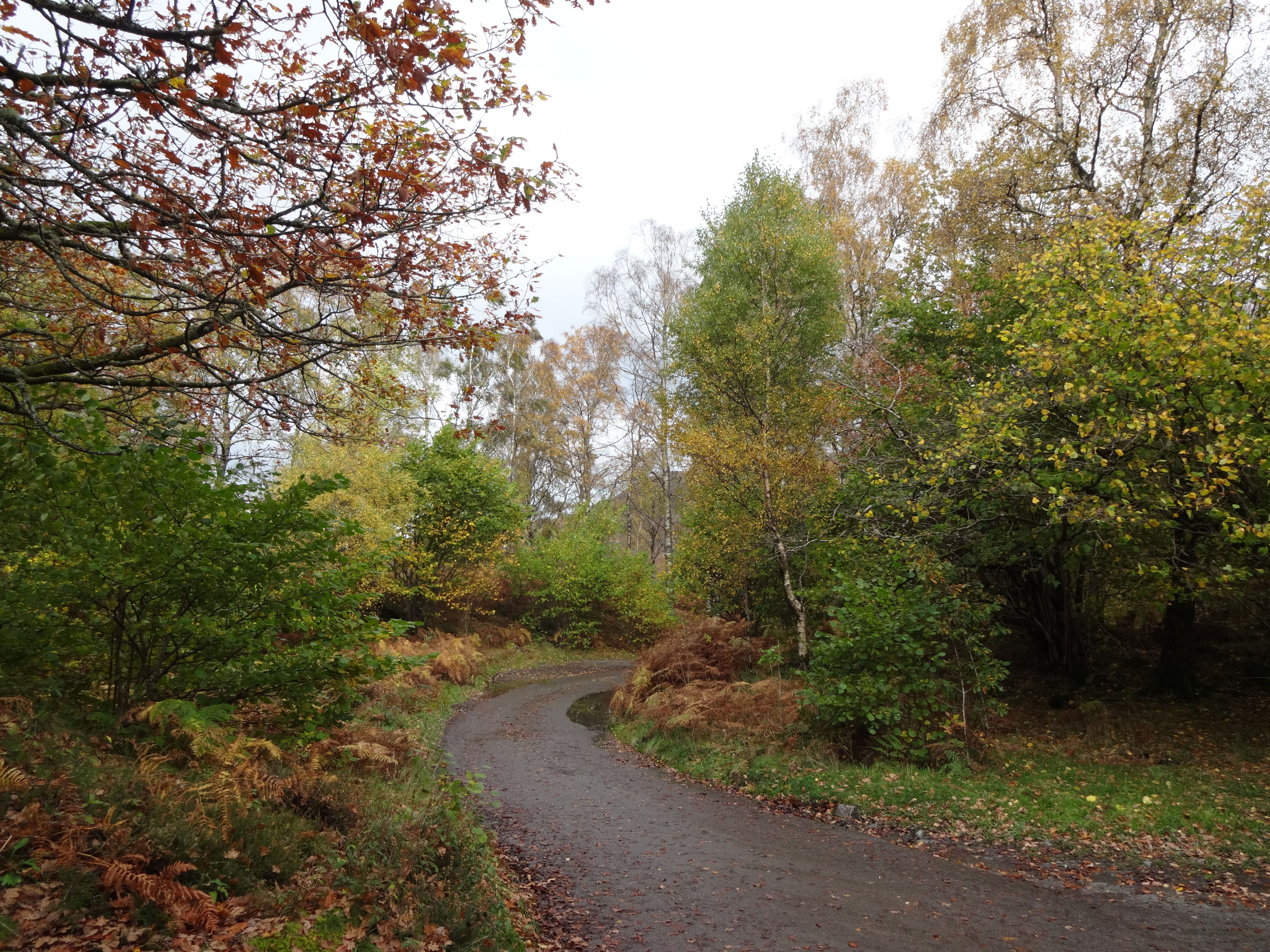 Curved path in an English forest during autumn with colorful foliage.