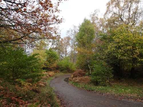 Free Curved path in an English forest during autumn with colorful foliage. Stock Photo