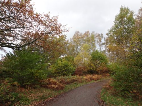Free A peaceful forest path surrounded by vibrant autumn foliage in rural England. Stock Photo