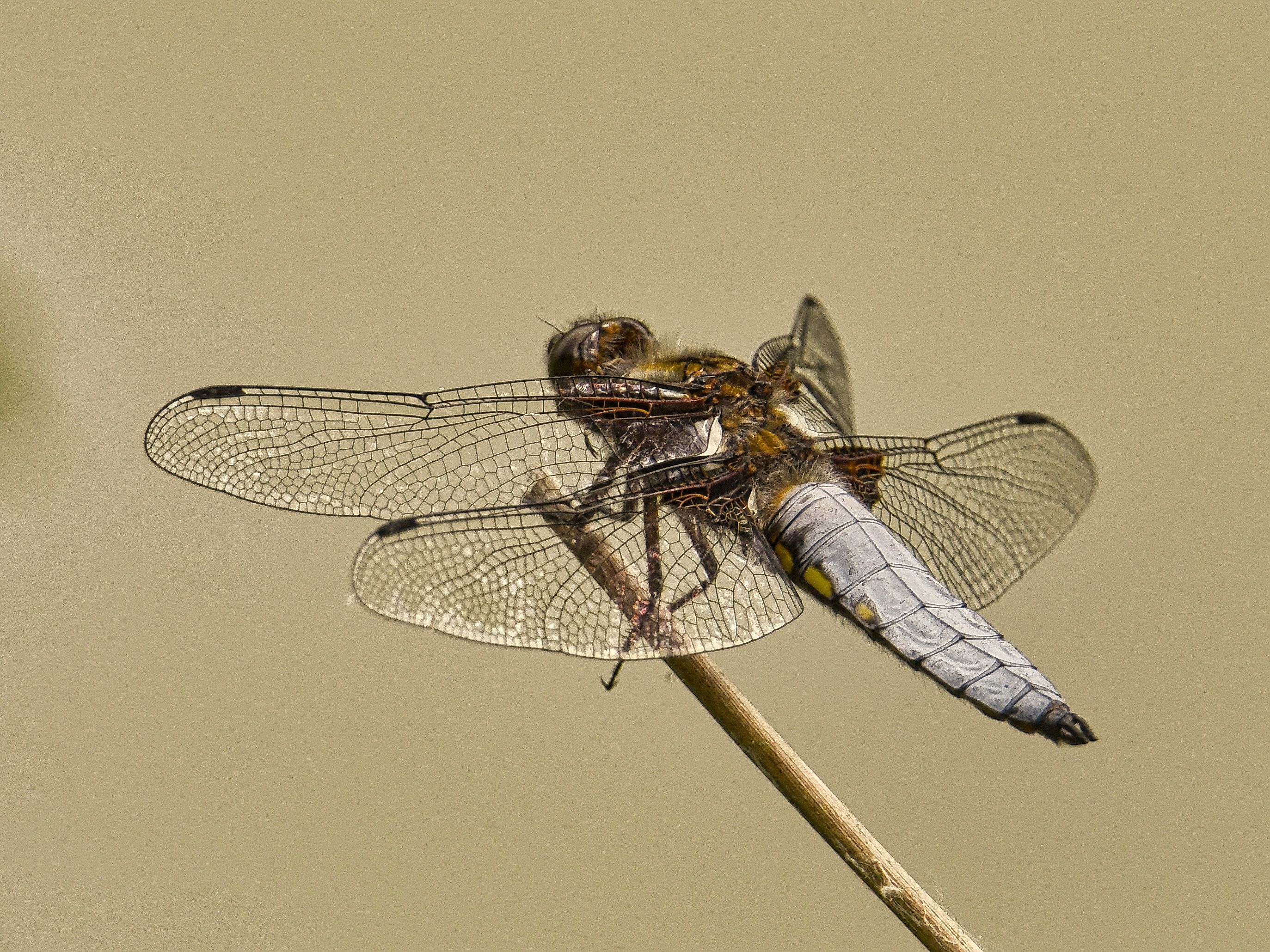 Close-up of a Dragonfly Resting on a Stick · Free Stock Photo